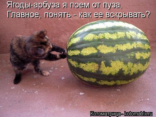Ягоды-арбуза я поем от пуза, Главное, понять - как ее вскрывать?... Котоматрица: Ягоды-арбуза я поем от пуза, Главное, понять - как ее вскрывать?