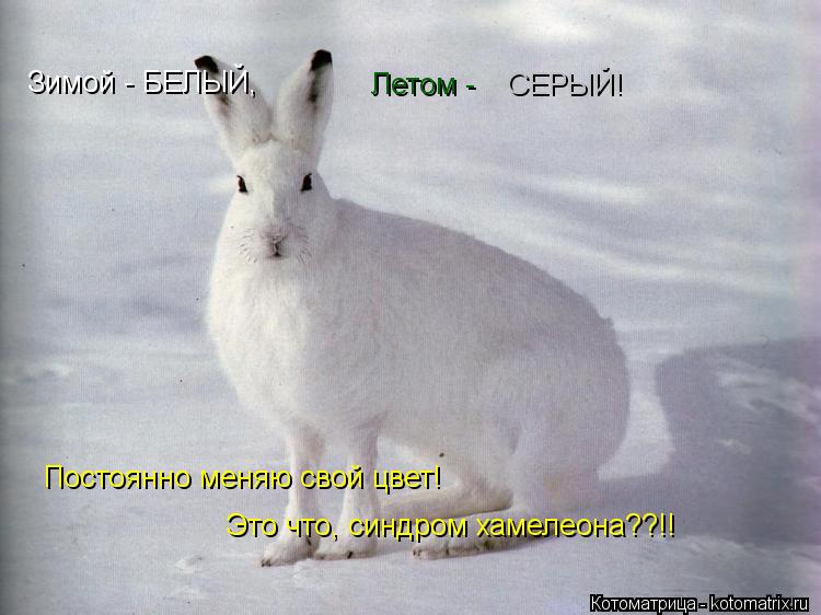 Зимой - БЕЛЫЙ, Летом - СЕРЫЙ! Постоянно меняю свой цвет! Это что, синдром хамелеона??!!... Котоматрица: Зимой - БЕЛЫЙ, Летом - СЕРЫЙ! Постоянно меняю свой цвет! Это что, синдром хамелеона??!!