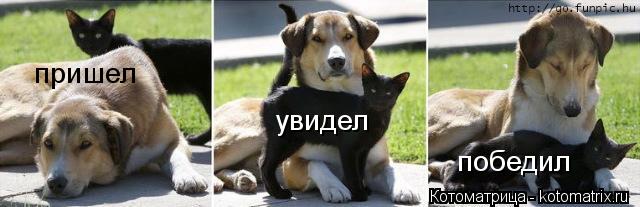 пришел увидел победил... Котоматрица: пришел увидел победил