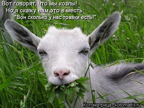 Вот говорят, что мы козлы! "Вон сколько у нас травки есть!" Но я скажу вам это в месть:... Котоматрица: Вот говорят, что мы козлы! "Вон сколько у нас травки есть!" Но я скажу вам это в месть: