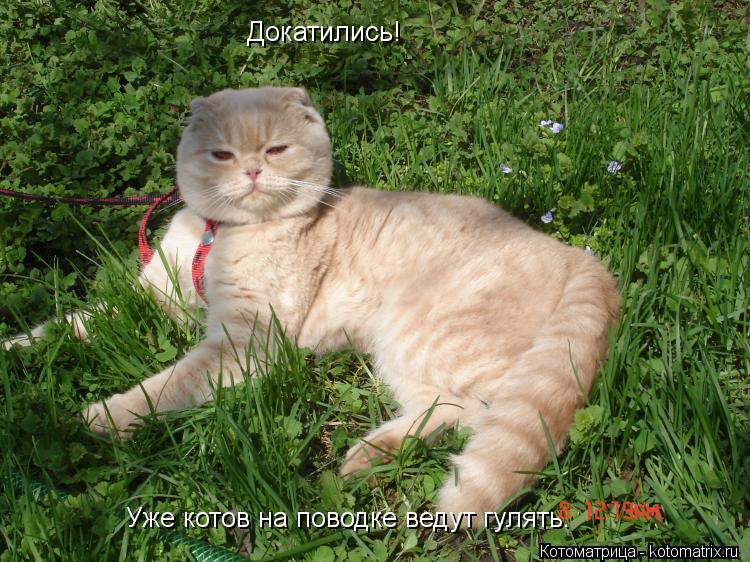 Докатились! Уже котов на поводке ведут гулять.... Котоматрица: Докатились! Уже котов на поводке ведут гулять.