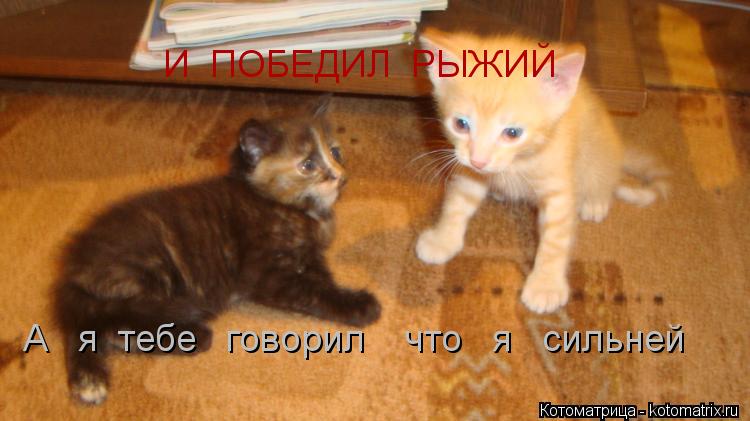 И ПОБЕДИЛ РЫЖИЙ А я тебе говорил что я сильней... Котоматрица: И ПОБЕДИЛ РЫЖИЙ А я тебе говорил что я сильней