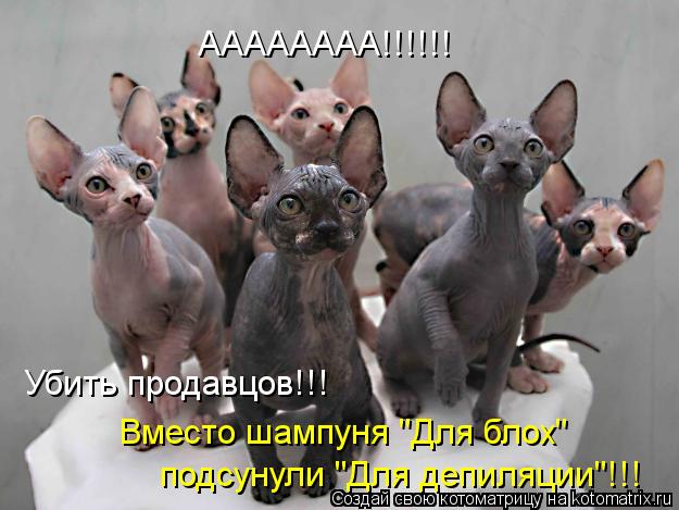 АААААААА!!!!!! Убить продавцов!!! Вместо шампуня "Для блох" подсунули "Для депиляции"!!!... Котоматрица: АААААААА!!!!!! Убить продавцов!!! Вместо шампуня "Для блох" подсунули "Для депиляции"!!!