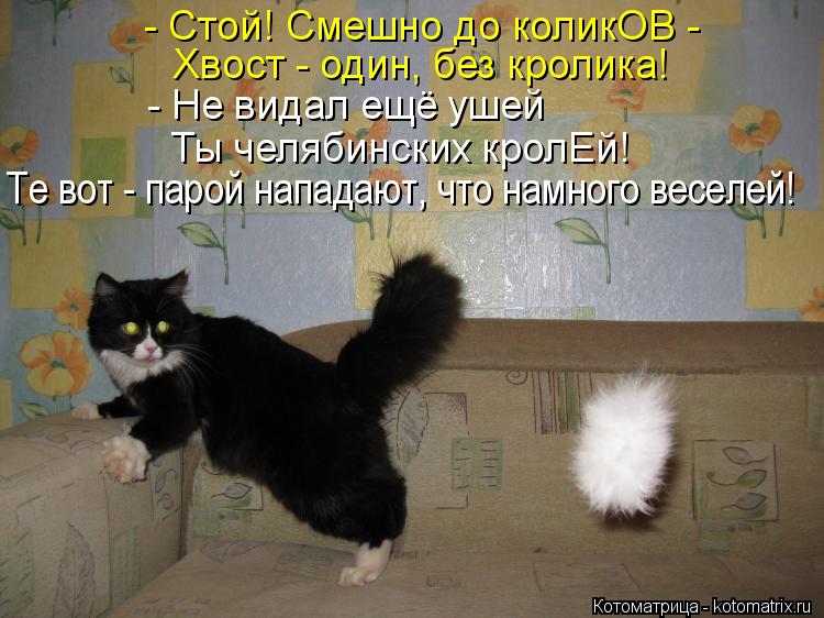 Котоматрица: - Стой! Смешно до коликОВ -  Хвост - один, без кролика! - Не видал ещё ушей Ты челябинских кролЕй! Те вот - парой нападают, что намного веселей!