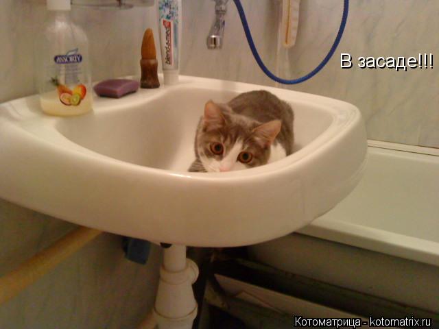 В засаде!!!... Котоматрица: В засаде!!!