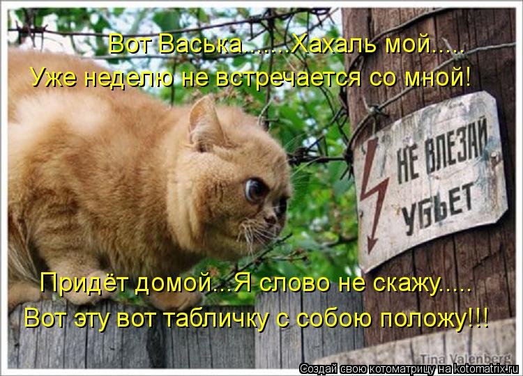 Вот Васька.......Хахаль мой..... Уже неделю не встречается со мной! Придёт домой...Я слово не скажу..... Котоматрица: Вот Васька.......Хахаль мой..... Уже неделю не встречается со мной! Придёт домой...Я слово не скажу..... Вот эту вот табличку с собою положу!!!