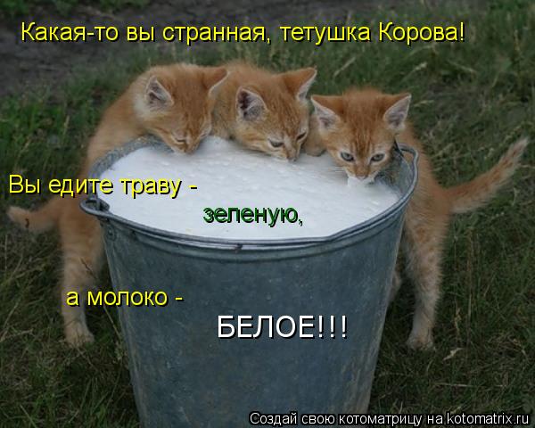 Какая-то вы странная, тетушка Корова! Вы едите траву - зеленую, а молоко - БЕЛОЕ!!!... Котоматрица: Какая-то вы странная, тетушка Корова! Вы едите траву - зеленую, а молоко - БЕЛОЕ!!!