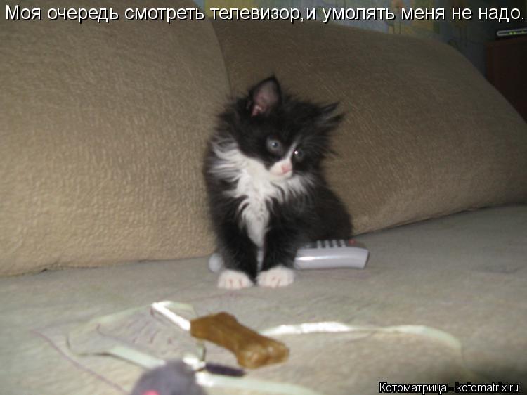 Моя очередь смотреть телевизор,и умолять меня не надо.... Котоматрица: Моя очередь смотреть телевизор,и умолять меня не надо.