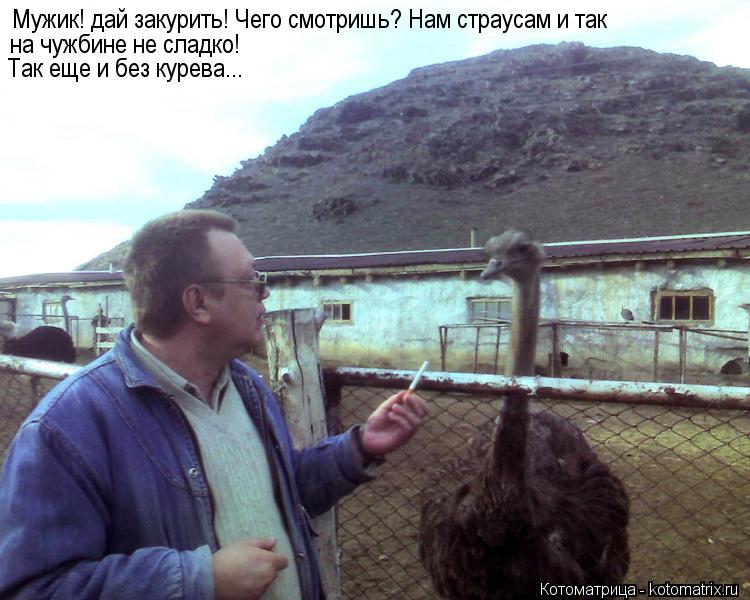 Мужик! дай закурить! Чего смотришь? Нам страусам и так на чужбине не сладко! Так еще и без курева...... Котоматрица: Мужик! дай закурить! Чего смотришь? Нам страусам и так на чужбине не сладко! Так еще и без курева...