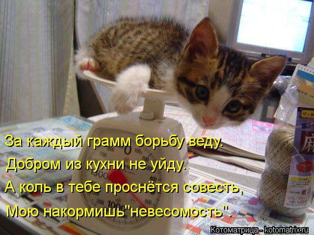 За каждый грамм борьбу веду. Добром из кухни не уйду. А коль в тебе проснётся совесть, Мою накормишь"... Котоматрица: За каждый грамм борьбу веду. Добром из кухни не уйду. А коль в тебе проснётся совесть, Мою накормишь"невесомость".
