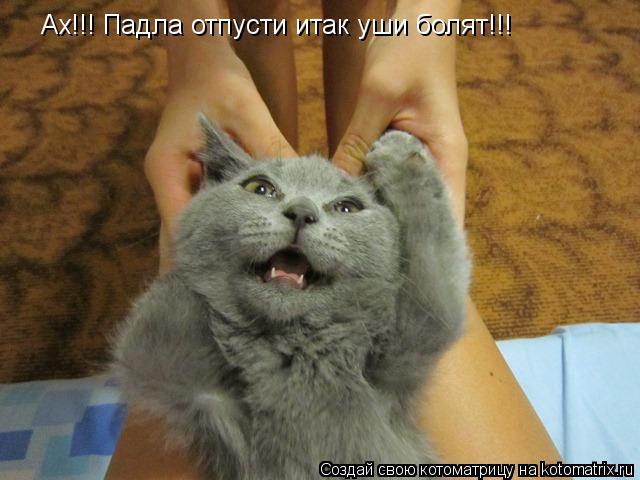 Ах!!! Падла отпусти итак уши болят!!!... Котоматрица: Ах!!! Падла отпусти итак уши болят!!!
