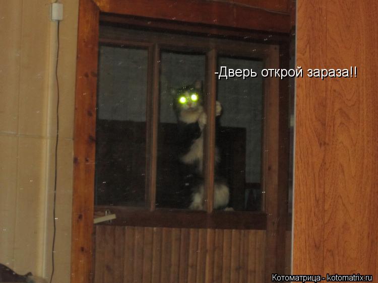 -Дверь открой зараза!!... Котоматрица: -Дверь открой зараза!!
