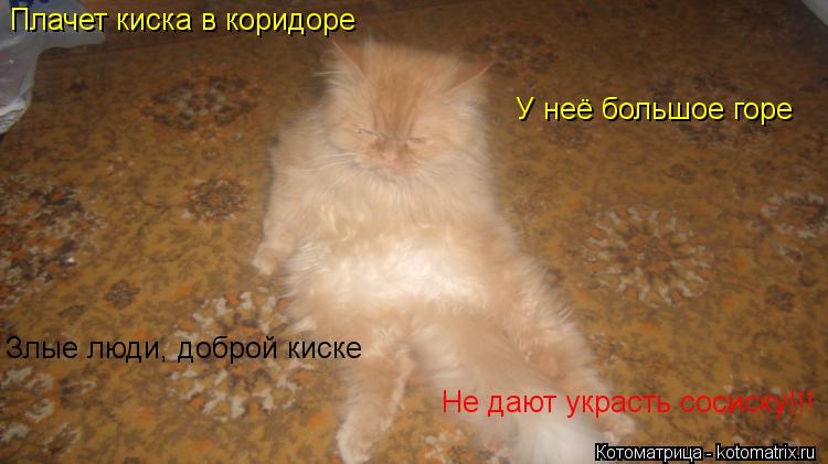 Котоматрица: Плачет киска в коридоре Злые люди, доброй киске Не дают украсть сосиску!!! У неё большое горе