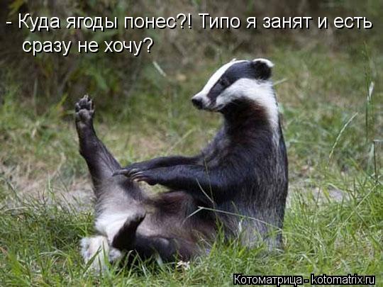 - Куда ягоды понес?! Типо я занят и есть сразу не хочу?... Котоматрица: - Куда ягоды понес?! Типо я занят и есть сразу не хочу?