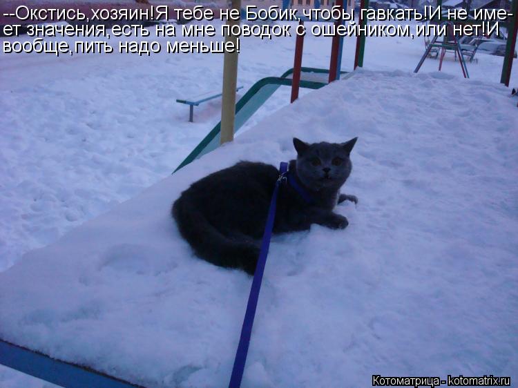 Котоматрица: --Окстись,хозяин!Я тебе не Бобик,чтобы гавкать!И не име- ет значения,есть на мне поводок с ошейником,или нет!И вообще,пить надо меньше!