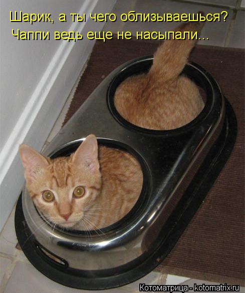 Котоматрица: Шарик, а ты чего облизываешься? Чаппи ведь еще не насыпали...