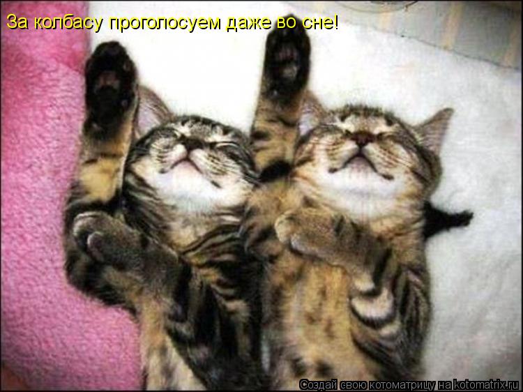 За колбасу проголосуем даже во сне!... Котоматрица: За колбасу проголосуем даже во сне!
