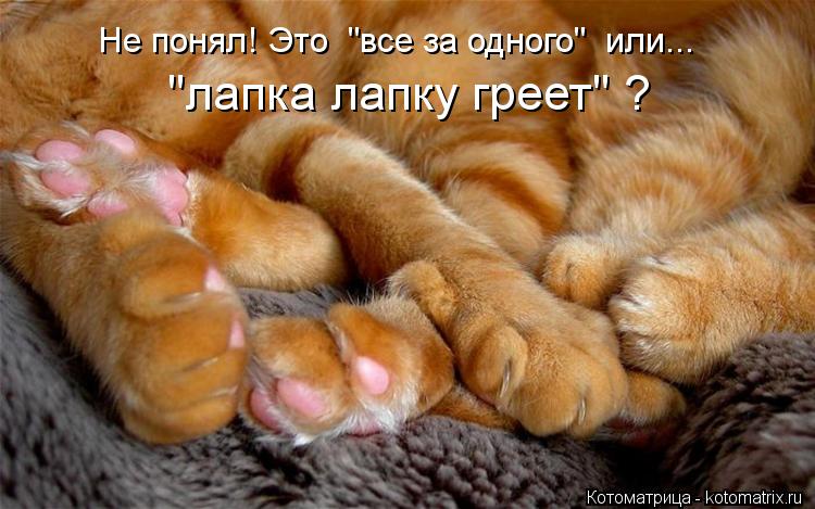 "лапка лапку греет" ? Не понял! Это "все за одного" или...... Котоматрица: "лапка лапку греет" ? Не понял! Это "все за одного" или...