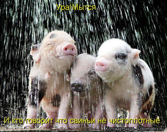 Ура!Мытся. И кто говорит что свиньи не чистоплотные.... Котоматрица: Ура!Мытся. И кто говорит что свиньи не чистоплотные.