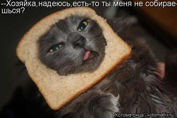 Котоматрица: --Хозяйка,надеюсь,есть-то ты меня не собирае- шься?
