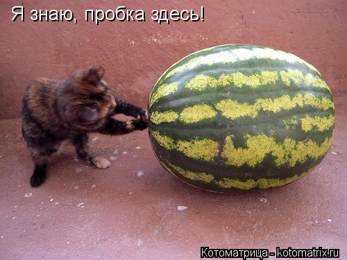 Я знаю, пробка здесь!... Котоматрица: Я знаю, пробка здесь!