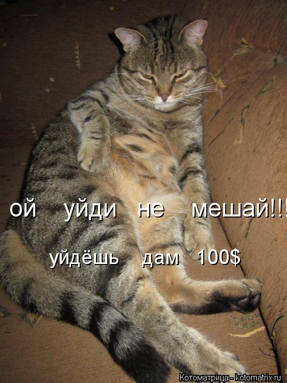 ой уйди не мешай!!! уйдёшь дам 100$... Котоматрица: ой уйди не мешай!!! уйдёшь дам 100$
