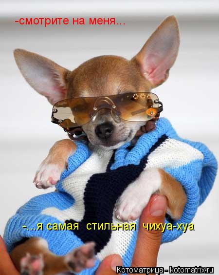 Котоматрица: -смотрите на меня... -...я самая  стильная  чихуа-хуа