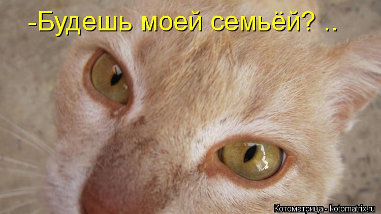 Котоматрица: -Будешь моей семьёй? ..