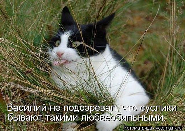 Котоматрица: Василий не подозревал, что суслики бывают такими любвеобильными.