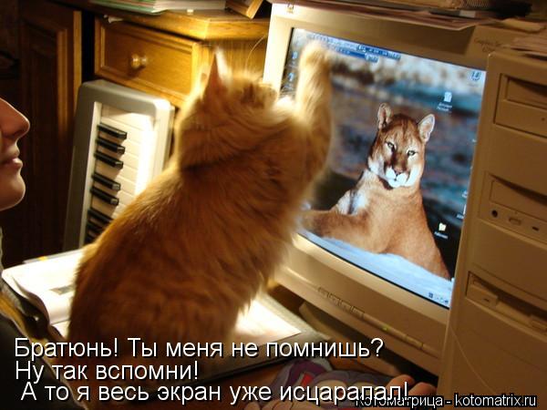 Котоматрица: Братюнь! Ты меня не помнишь? Ну так вспомни!  А то я весь экран уже исцарапал!