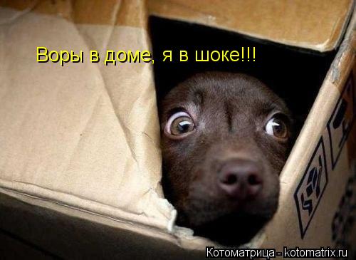 Котоматрица: Воры в доме, я в шоке!!!