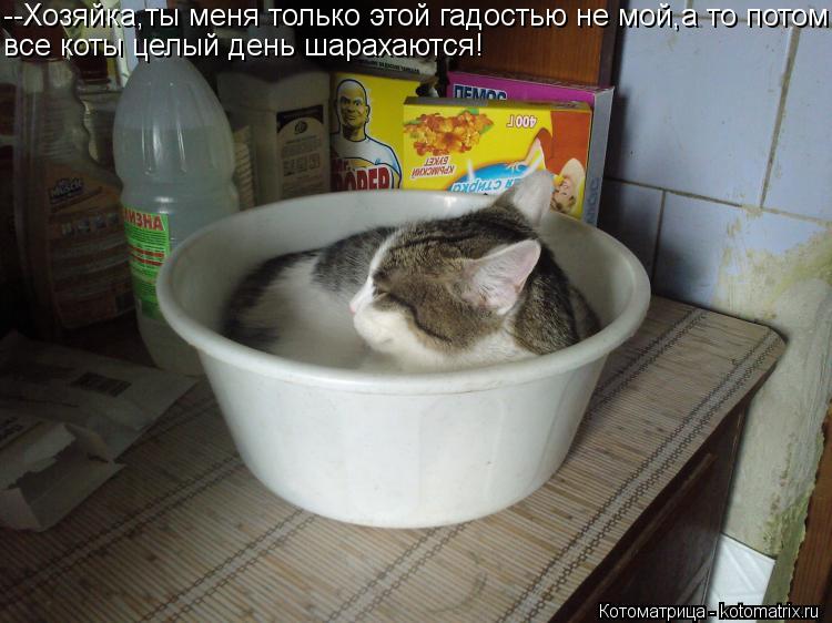 Котоматрица: --Хозяйка,ты меня только этой гадостью не мой,а то потом все коты целый день шарахаются!