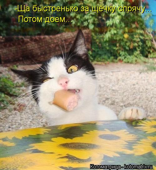 Котоматрица: -Ща быстренько за щёчку спрячу... Потом доем...