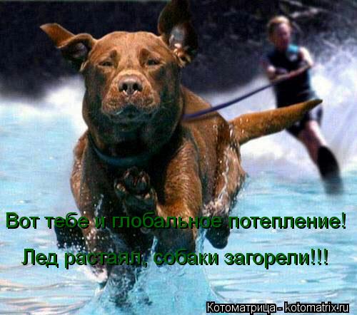 Котоматрица: Вот тебе и глобальное потепление!  Лед растаял, собаки загорели!!!
