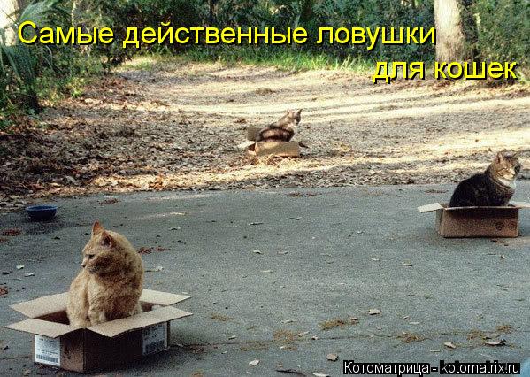 Котоматрица: Самые действенные ловушки  для кошек