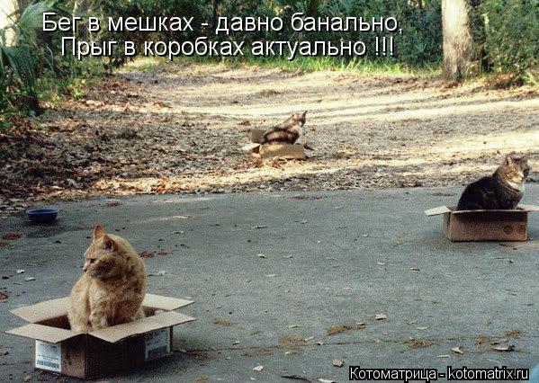 Котоматрица: Бег в мешках - давно банально, Прыг в коробках актуально !!!