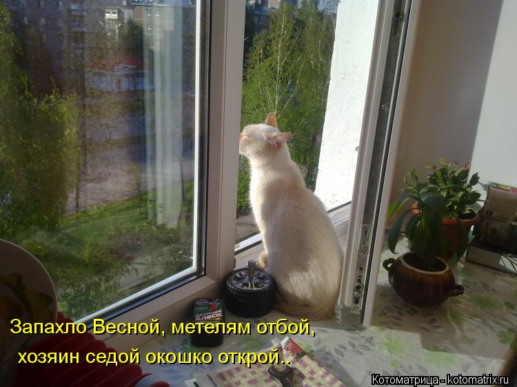 Котоматрица: Запахло Весной, метелям отбой,  хозяин седой окошко открой..