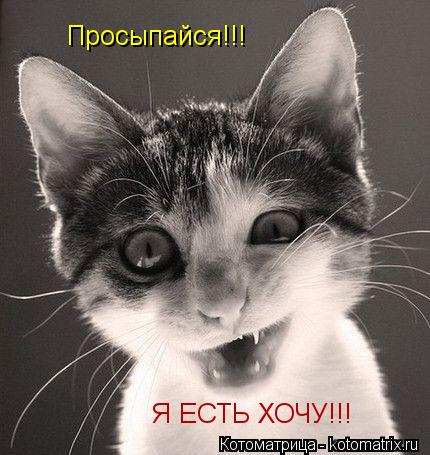 Котоматрица: Просыпайся!!! Я ЕСТЬ ХОЧУ!!!