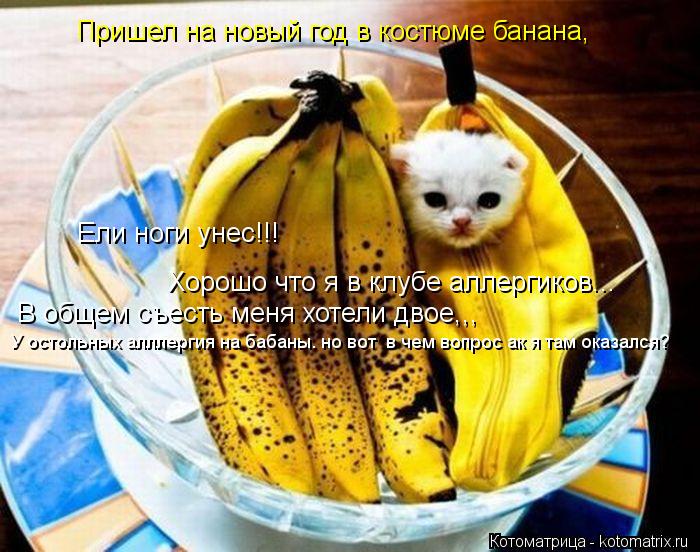 Котоматрица: Пришел на новый год в костюме банана, Ели ноги унес!!! Хорошо что я в клубе аллергиков... В общем съесть меня хотели двое,,, У остольных алллерг