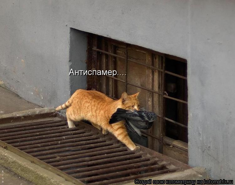 Котоматрица: Антиспамер....