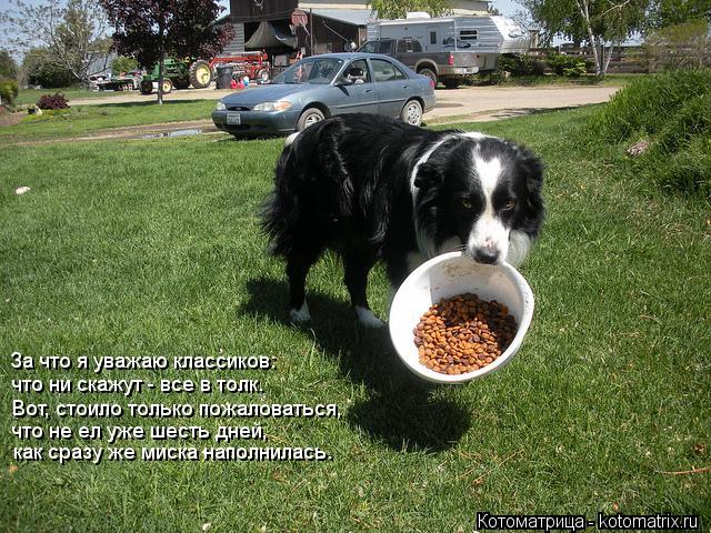 Котоматрица: За что я уважаю классиков: что ни скажут - все в толк. Вот, стоило только пожаловаться, что не ел уже шесть дней, как сразу же миска наполнилас