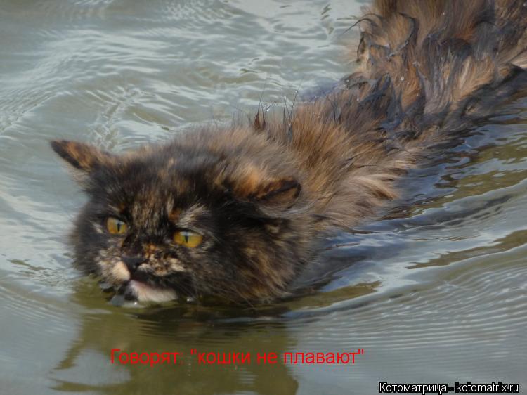 Котоматрица: Говорят: "кошки не плавают"