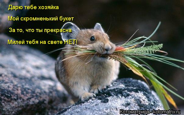 Котоматрица: Дарю тебе хозяйка Мой скромненький букет За то, что ты прекрасна Милей тебя на свете НЕТ!