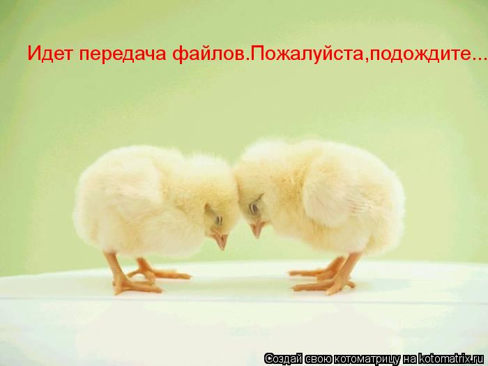 Котоматрица: Идет передача файлов.Пожалуйста,подождите.......