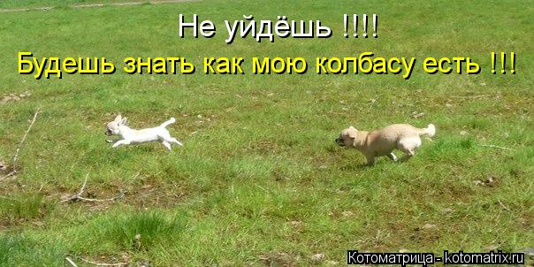 Котоматрица: Не уйдёшь !!!!   Будешь знать как мою колбасу есть !!!