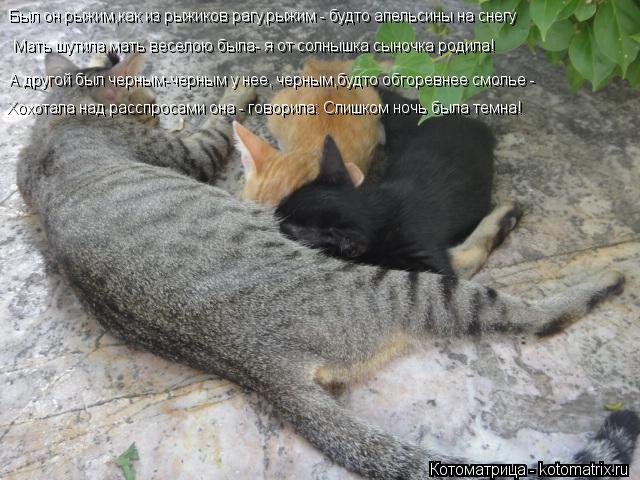 Котоматрица: Был он рыжим,как из рыжиков рагу,рыжим - будто апельсины на снегу Мать шутила,мать веселою была- я от солнышка сыночка родила! А другой был че