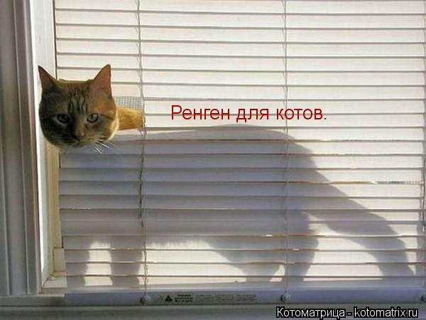 Котоматрица: Ренген для котов.