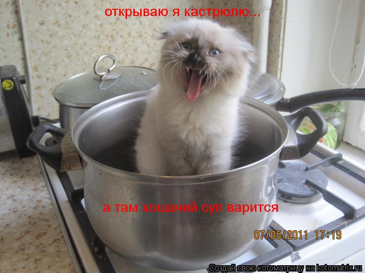 Котоматрица: а там кошачий суп варится открываю я кастрюлю...