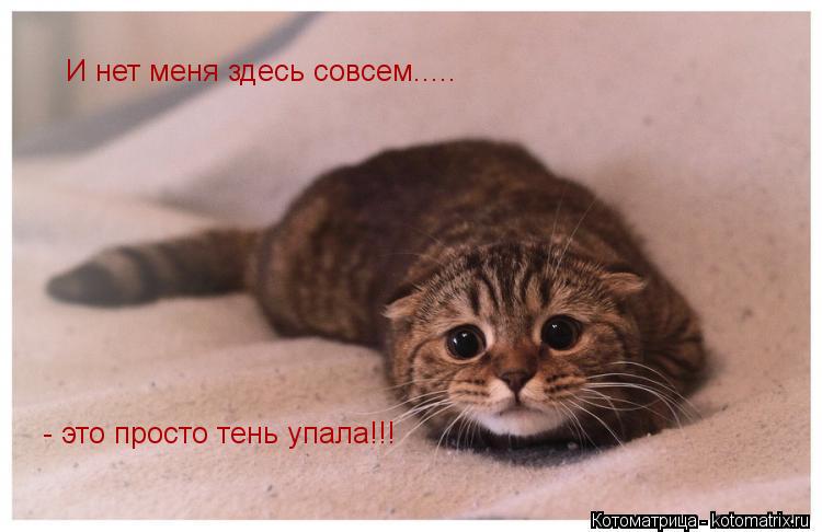 Котоматрица: И нет меня здесь совсем..... - это просто тень упала!!!