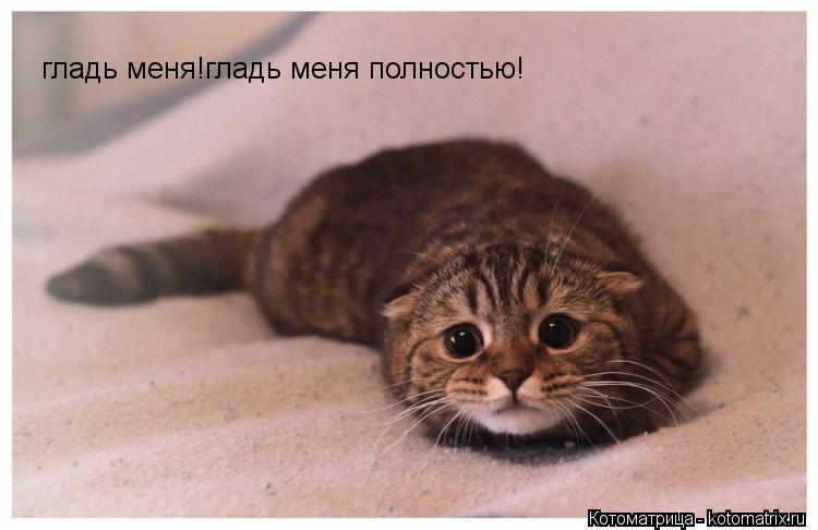 Котоматрица: гладь меня!гладь меня полностью!